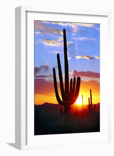 Saguaro Sunset-Douglas Taylor-Framed Photographic Print