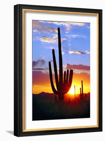 Saguaro Sunset-Douglas Taylor-Framed Photographic Print