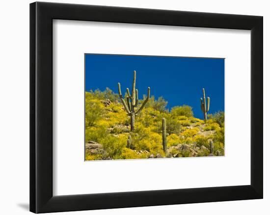 Saguaro, Tenderfoot Hills Park, Arizona, USA-Michel Hersen-Framed Photographic Print