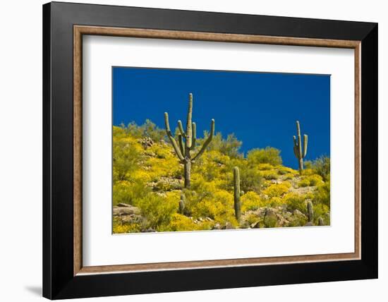 Saguaro, Tenderfoot Hills Park, Arizona, USA-Michel Hersen-Framed Photographic Print