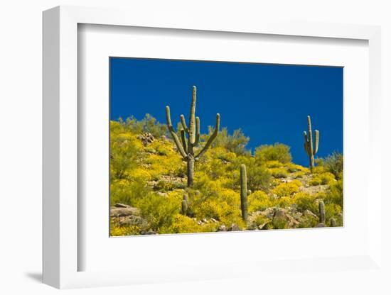 Saguaro, Tenderfoot Hills Park, Arizona, USA-Michel Hersen-Framed Photographic Print