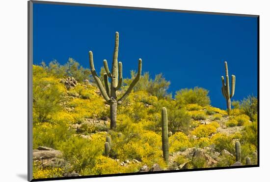 Saguaro, Tenderfoot Hills Park, Arizona, USA-Michel Hersen-Mounted Photographic Print