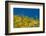 Saguaro, Tenderfoot Hills Park, Arizona, USA-Michel Hersen-Framed Photographic Print