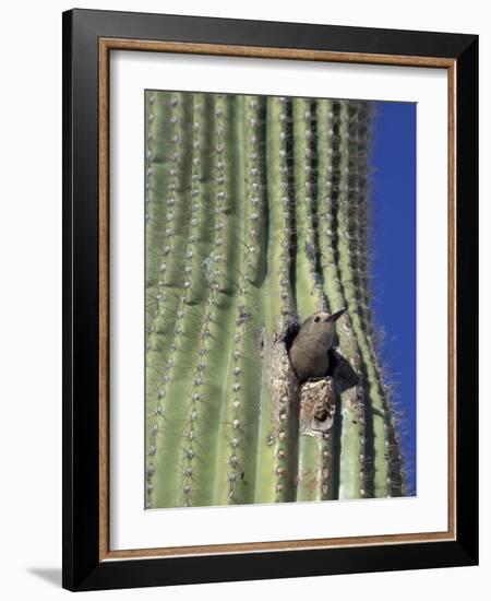 Saguaro with Gila Woodpecker, Tucson Botanical Gardens, Tucson, Arizona, USA-Jamie & Judy Wild-Framed Photographic Print