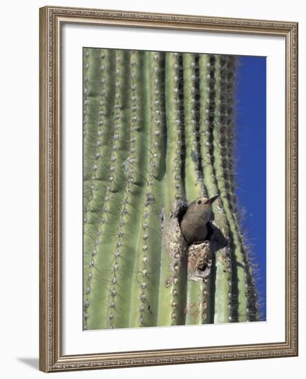 Saguaro with Gila Woodpecker, Tucson Botanical Gardens, Tucson, Arizona, USA-Jamie & Judy Wild-Framed Photographic Print