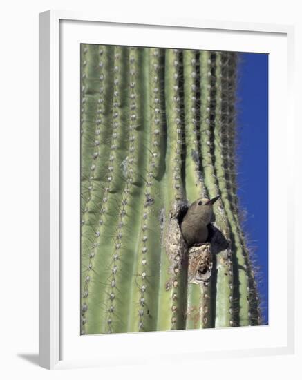 Saguaro with Gila Woodpecker, Tucson Botanical Gardens, Tucson, Arizona, USA-Jamie & Judy Wild-Framed Photographic Print
