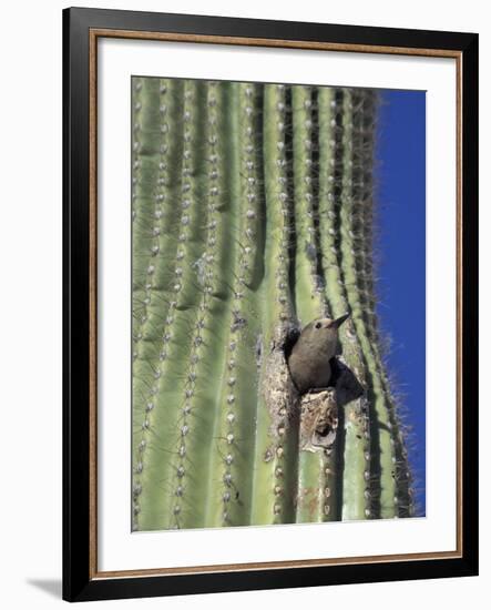 Saguaro with Gila Woodpecker, Tucson Botanical Gardens, Tucson, Arizona, USA-Jamie & Judy Wild-Framed Photographic Print