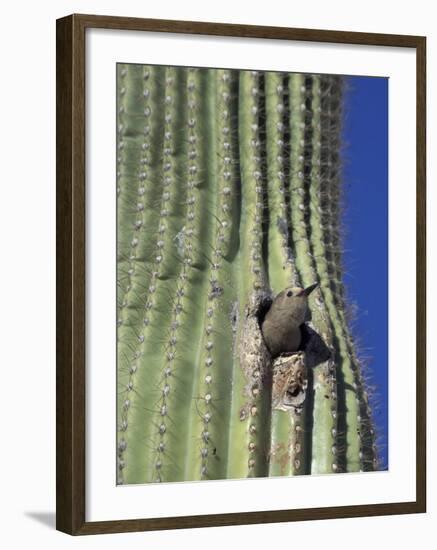 Saguaro with Gila Woodpecker, Tucson Botanical Gardens, Tucson, Arizona, USA-Jamie & Judy Wild-Framed Photographic Print