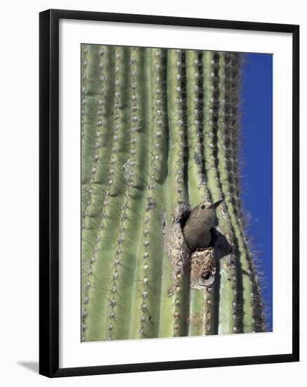 Saguaro with Gila Woodpecker, Tucson Botanical Gardens, Tucson, Arizona, USA-Jamie & Judy Wild-Framed Photographic Print