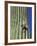 Saguaro with Gila Woodpecker, Tucson Botanical Gardens, Tucson, Arizona, USA-Jamie & Judy Wild-Framed Photographic Print