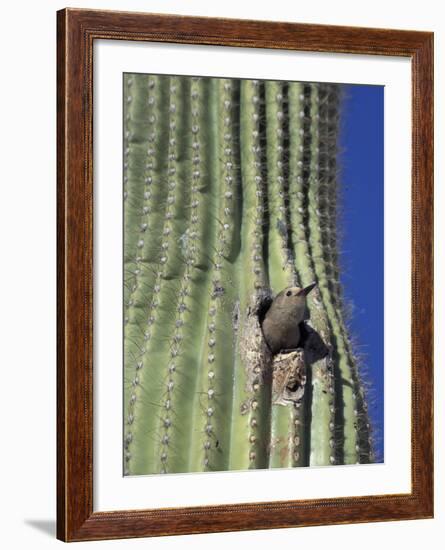 Saguaro with Gila Woodpecker, Tucson Botanical Gardens, Tucson, Arizona, USA-Jamie & Judy Wild-Framed Photographic Print