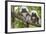 Saguinus Oedipus-Lisa Hoffner-Framed Photographic Print