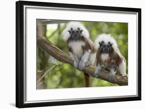 Saguinus Oedipus-Lisa Hoffner-Framed Photographic Print