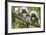 Saguinus Oedipus-Lisa Hoffner-Framed Photographic Print