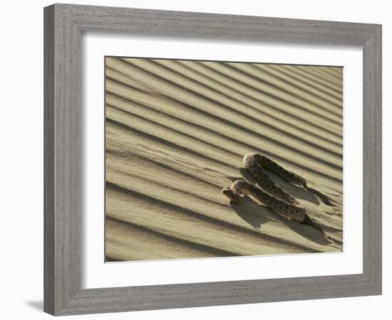 Sahara Horned Viper, Side Winding up Desert Sand Dune, Morocco-James Aldred-Framed Photographic Print