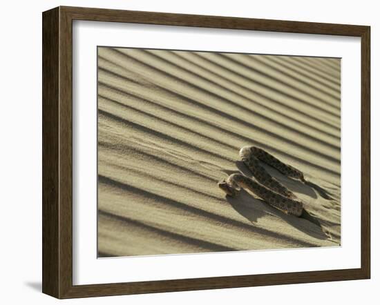 Sahara Horned Viper, Side Winding up Desert Sand Dune, Morocco-James Aldred-Framed Photographic Print