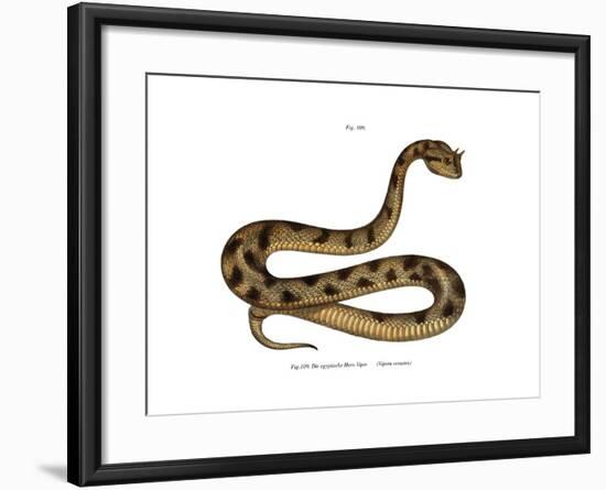 Sahara Sand Viper-null-Framed Giclee Print