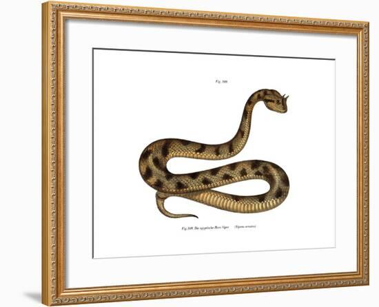 Sahara Sand Viper-null-Framed Giclee Print
