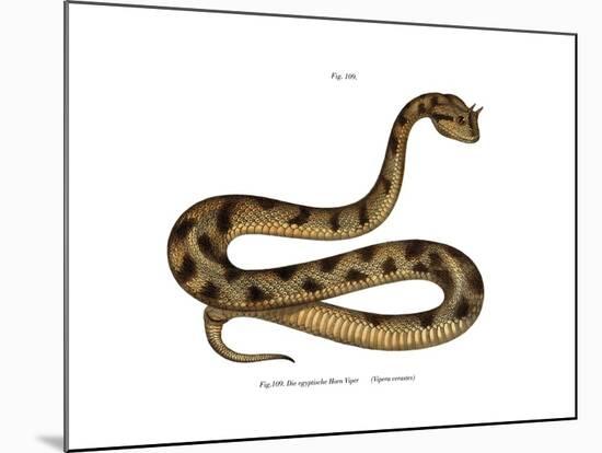 Sahara Sand Viper-null-Mounted Giclee Print