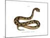 Sahara Sand Viper-null-Mounted Giclee Print