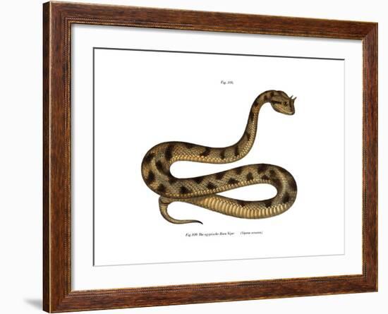 Sahara Sand Viper-null-Framed Giclee Print