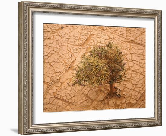 Sahara, Wadi, Plant, Zilla Spinosa-Thonig-Framed Photographic Print