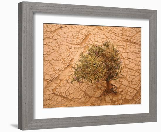 Sahara, Wadi, Plant, Zilla Spinosa-Thonig-Framed Photographic Print