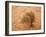 Sahara, Wadi, Plant, Zilla Spinosa-Thonig-Framed Photographic Print