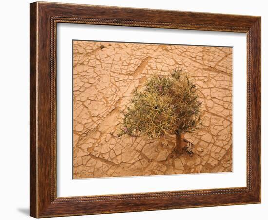 Sahara, Wadi, Plant, Zilla Spinosa-Thonig-Framed Photographic Print