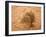 Sahara, Wadi, Plant, Zilla Spinosa-Thonig-Framed Photographic Print