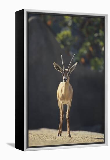 Saharan Dorcas Gazelle-DLILLC-Framed Premier Image Canvas