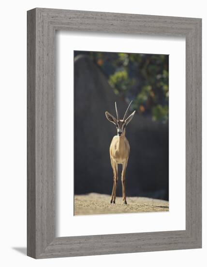 Saharan Dorcas Gazelle-DLILLC-Framed Photographic Print