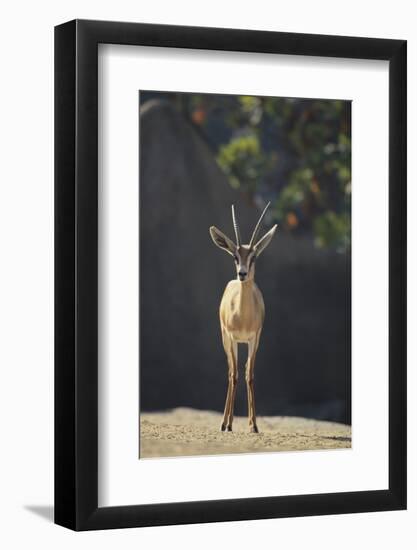 Saharan Dorcas Gazelle-DLILLC-Framed Photographic Print