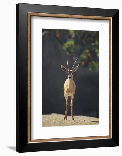 Saharan Dorcas Gazelle-DLILLC-Framed Photographic Print