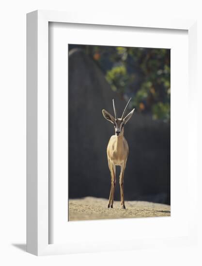 Saharan Dorcas Gazelle-DLILLC-Framed Photographic Print