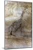 Saharan Rock Painting-null-Mounted Giclee Print