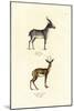 Saiga Antelope, 1824-Karl Joseph Brodtmann-Mounted Giclee Print
