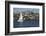 Sailboat in the Pacific Ocean, Newport Beach, Orange County, California, USA-Panoramic Images-Framed Photographic Print