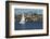 Sailboat in the Pacific Ocean, Newport Beach, Orange County, California, USA-Panoramic Images-Framed Photographic Print