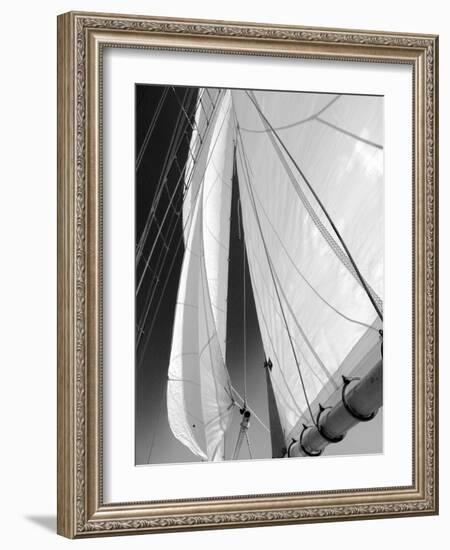 Sailboat Sails Florida-Winthrope Hiers-Framed Photographic Print