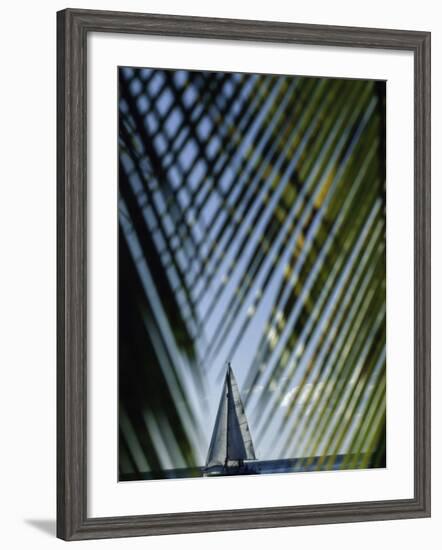 Sailboat Seen Through Palm Fronds-null-Framed Photographic Print