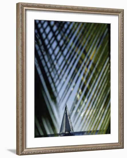 Sailboat Seen Through Palm Fronds-null-Framed Photographic Print