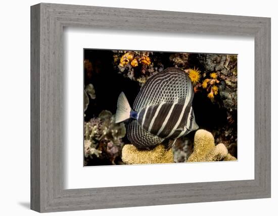 sailfin tang on coral reef at night, indonesia-david fleetham-Framed Photographic Print