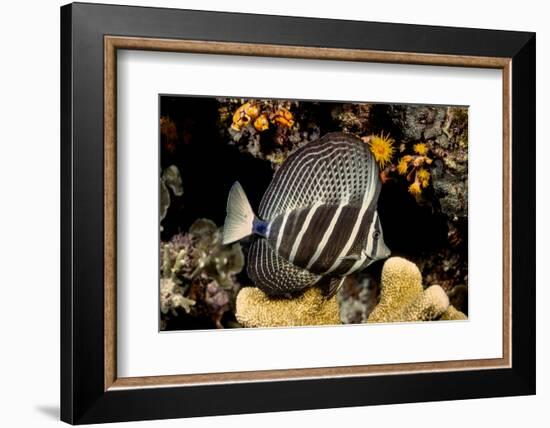 sailfin tang on coral reef at night, indonesia-david fleetham-Framed Photographic Print