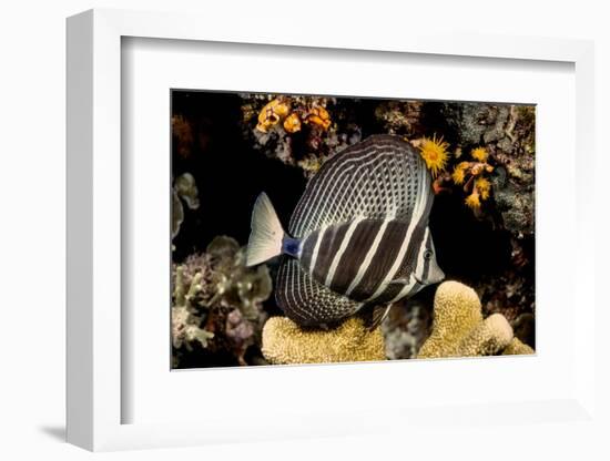 sailfin tang on coral reef at night, indonesia-david fleetham-Framed Photographic Print