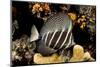 sailfin tang on coral reef at night, indonesia-david fleetham-Mounted Photographic Print