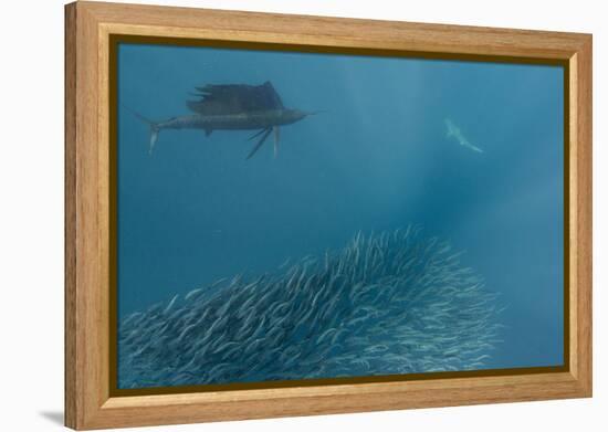 Sailfish and Bronze Whaler Shark Feeding, Eastern Cape, South Africa-Pete Oxford-Framed Premier Image Canvas