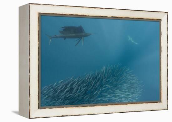 Sailfish and Bronze Whaler Shark Feeding, Eastern Cape, South Africa-Pete Oxford-Framed Premier Image Canvas