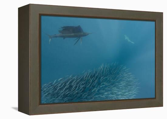 Sailfish and Bronze Whaler Shark Feeding, Eastern Cape, South Africa-Pete Oxford-Framed Premier Image Canvas