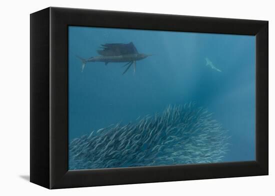 Sailfish and Bronze Whaler Shark Feeding, Eastern Cape, South Africa-Pete Oxford-Framed Premier Image Canvas